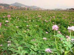 紫云英怎么种植？紫云英种植方法介绍