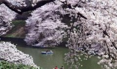 樱花树苗怎么种植方法介绍，樱花什么时候开花