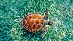 动物界的活化石是什么？绿海龟的主要特征有哪些？