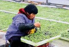 烟草种植技术：烟草种植时间在多久？烟草苗床期管理