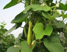 扁蒲是什么？瓠子瓜种植怎么摘心与整枝