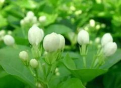 茉莉的用途泡茶：茉利花茶的功效与作用有哪些