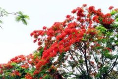 凤凰花一年开几次?凤凰花在什么季节开放什么时候开的?