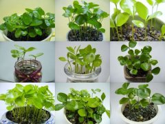 七里香怎样催芽：七里香种子种植，七里香发芽长什么样？