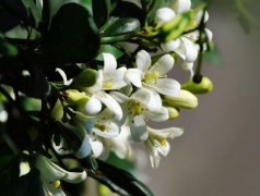 七里香怎样催芽？七里香花什么时候开花，七里香不开花怎么回事
