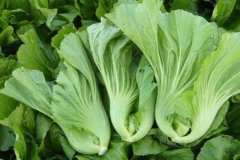 芥菜种植时间和方法：芥菜收了还会长出苗嘛？芥菜亩产多少斤