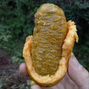 牛卵坨是什么样的水果？牛卵坨的功效牛卵坨的藤有什么功效