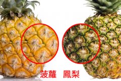 凤梨和菠萝有什么区别?凤梨要用盐水泡吗凤梨为什么不用盐水泡