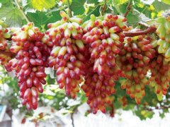 美人指葡萄是转基因吗？美人指葡萄价格多少钱一斤为什么贵