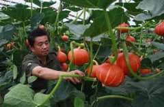南瓜种植技术与管理：南瓜什么时候种植？种南瓜能赚钱吗