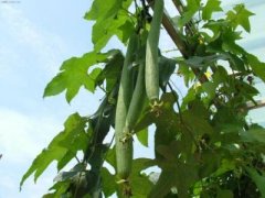 丝瓜的种植方法和时间：早春丝瓜育苗技术，怎么种植丝瓜好