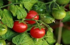 西红柿怎么种植与管理：种西红柿用什么肥料？西红柿如何施肥