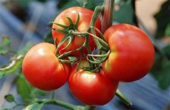 西红柿怎么种植与管理：盆栽西红柿的种植方法，浇水的正确方法