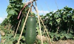 冬瓜种植技术与管理，冬瓜种植时间及技术冬瓜如何施肥
