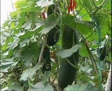 冬瓜种植技术与管理：种植冬瓜怎样施肥？多年冬瓜地什么消毒