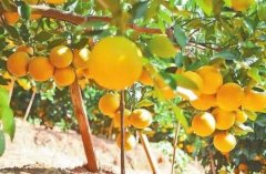 橙子种植方法和管理：橙子应种在海拔几米处？海拔高度最好是多少