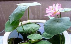 碗莲水培不加泥会怎样？碗莲什么时候入泥碗莲发芽后还用换水吗