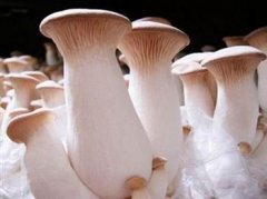 咖啡渣种蘑菇：咖啡渣养蘑菇？蘑菇脚插在咖啡渣里可以种植吗