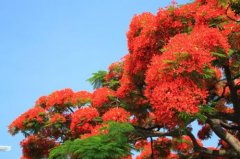 凤凰花一年开几次？凤凰花什么时候开凤凰花是春天开吗