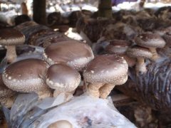 用咖啡渣种蘑菇：蘑菇种植方法培育技术，菇渣可以反复使用吗