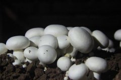 双孢蘑菇栽培新技术：什么是双孢蘑菇？双孢蘑菇是口蘑吗