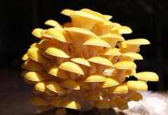 榆黄蘑菌种种植方法：榆黄蘑用什么锯末好榆黄蘑多喷水长得快吗