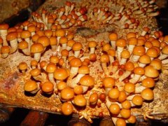 滑子蘑种植技术：滑子蘑必须焯水吗？滑子蘑种植销售价格