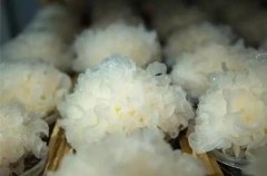 银耳的种植方法栽培技术，银耳菌包一次能用多久采几次能重复用吗