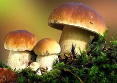 牛肝菌有毒吗？牛肝菌为什么会中毒新鲜牛肝菌价格多少钱一斤