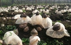 竹荪有什么品种？竹荪生长在什么地方竹荪哪里产的好