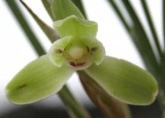 春兰汪笑春：春兰汪笑春花苞是什么样？春兰汪笑春价格