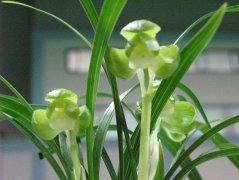 春兰江南雪特征，春兰江南雪来源春兰江南雪的花期花香吗
