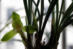 春兰的品种冠春兰花，冠春兰花的样子和特点兰花的特点是什么