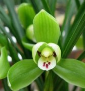 春兰龙字如何鉴别？春兰龙字价格多少钱一苗春兰龙字花苞