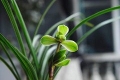 春兰红宋梅;红宋梅的价格,红宋梅是不是杂交品种特点是什么