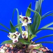 蕊鼎兰花：春兰蕊鼎兰花价格，春兰蕊鼎图片蕊鼎兰花特性
