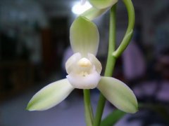 建兰大唐宫粉：兰花大唐宫粉叶型介绍兰花大唐宫粉价格多少钱一苗