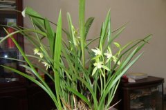 建兰铁骨素：铁骨素花期铁骨素在几月份开花？铁骨素兰花香不香