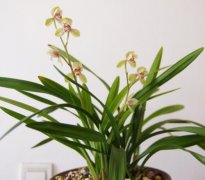 建兰君荷图片，建兰君荷价格建兰君荷的缺点建兰君荷香吗