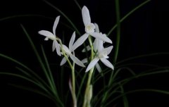 建兰青山玉泉兰花价格青山玉泉香吗？建兰青山玉泉档次?