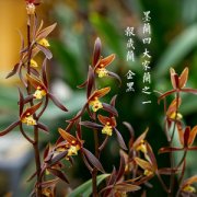 企黑墨兰很普通吗？企黑墨兰花期企黑墨兰开花香吗价格