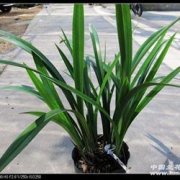 墨兰品种推荐白墨兰：白墨兰开花香么?白墨兰怎么养