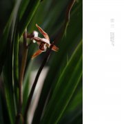 墨兰传统品种：鹦鹉墨兰照片图片，墨兰鹦鹉怎么样价格