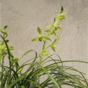 蕙兰老八种绿蕙：蕙兰绿蕙花苞图片，兰花老上海价格多少钱一苗