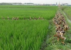 生态环境保护：农业的自然因素，用害虫的天敌加强生态环境保护