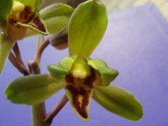 蕙兰虞山梅：蕙兰虞山梅小程梅，蕙兰虞山梅价格多少一苗