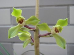 蕙兰郑孝荷小排玲：蕙兰郑孝荷怎么样？蕙兰郑孝荷开花香吗