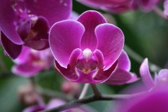 红花蝴蝶兰排名：红花蝴蝶兰图片，红花蝴蝶兰贵吗?