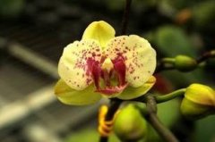 蝴蝶兰黄花品种：黄花蝴蝶兰价格，蝴蝶兰什么颜色名贵