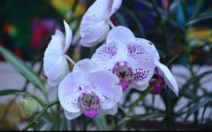 蝴蝶兰品种斑叶蝴蝶兰:斑叶蝴蝶兰怎么养?斑叶蝴蝶兰花语